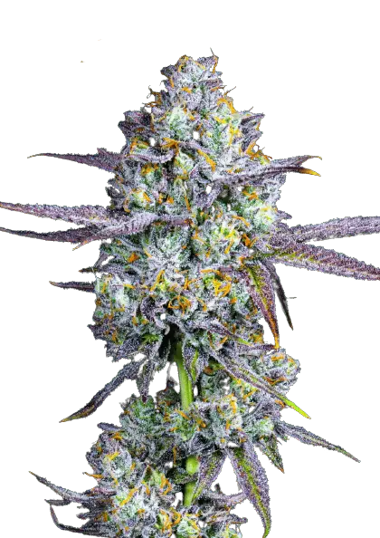 Healthy Strains of Marijuana.